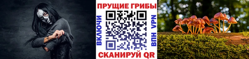 Купить  Миллерово  Псилоцибиновые грибы Cubensis 
